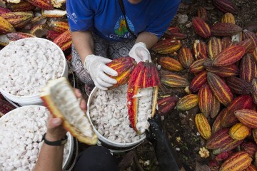 Cocoa beans being removed from pods on a farm in Peru