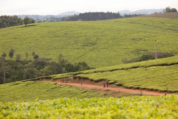 Image for Building Sustainable Solutions to Poverty Malawi