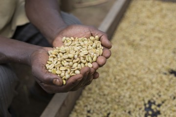 Image for Kabuboni
